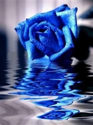 Rosa Blu Di Sacco Leonardo, Borgia orari di apertura