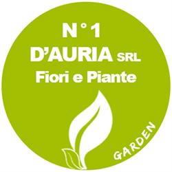 D'auria SRL, Lamezia Terme orari di apertura