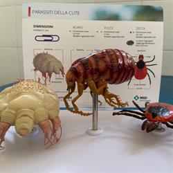 Ambulatorio Veterinario Tirreno, Civitavecchia orari di apertura