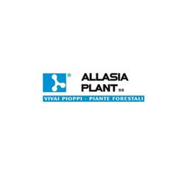 Allasia Plant, Cavallermaggiore orari di apertura