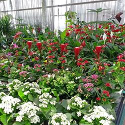 Marzia Fiori Fiori E Piante, Pettenasco orari di apertura