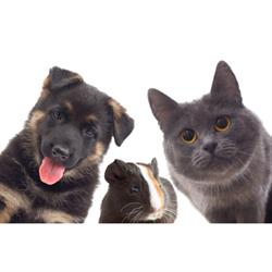 Ambulatorio Veterinario Dalmazia Dr. Marco Bonazza Foselli, Firenze orari di apertura
