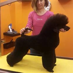 Plutomania Di Buzzegoli Erika, Lastra a Signa orari di apertura