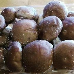 Dal Forno Licia, Lucinico orari di apertura
