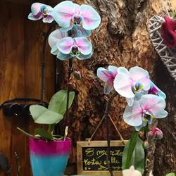 Et Les Fleurs SNC Di e. Repaci & Console Dario, Aosta orari di apertura