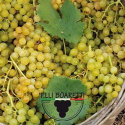 F.lli Boaretti Di Boaretti Silvia & C. Sas, Solesino orari di apertura