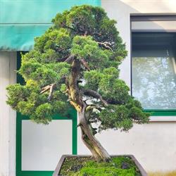 Barbazza Bonsai S.r.l., Villorba orari di apertura
