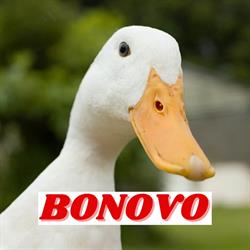 Bonovo Di Bonato Mauro e Roberto SNC Vendita Uova e Animali Da Cortile, Vittorio Veneto orari di apertura