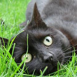 Ambulatorio Veterinario Dott.Lorenzoni Sarah, Bellinzago Novarese orari di apertura