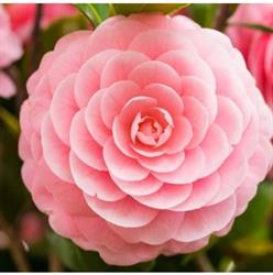 Fiori E Piante La Camelia, Sant'Agata di Militello orari di apertura