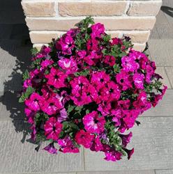 Floricoltura Sabbadin, Castello di Godego orari di apertura