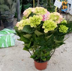 Società Agricola F.Lli Filippini Snc Vivaio Piante Fiori, Gubbio orari di apertura