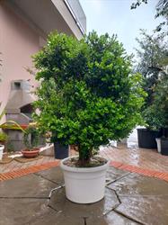 Società Agricola Semplice Progetto Verde Di Tumeo E Messina, Naso orari di apertura