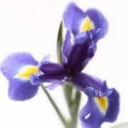 Iris Blu Gioielli Di Allegretto Daniela, Padova orari di apertura