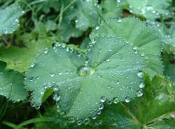 L'alchemilla, Cernusco Lombardone orari di apertura