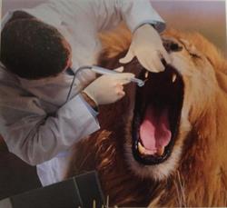 Studio Dentistico Dr. Alessandro Tilli, Livorno orari di apertura