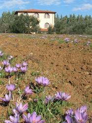 Agriturismo La Steccaia Alta, Civitella Paganico orari di apertura