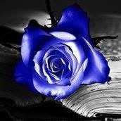 La Rosa Blu Fiori e Piante, Saronno orari di apertura