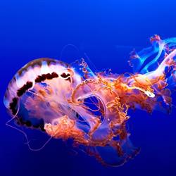 Aquarium Di Tartabini Cilio, Corridonia orari di apertura