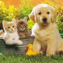 SIBILLAVET clinica veterinaria ANNAVINI HENA MICOZZI DANIEL FROLLÀ VALERIO, Sarnano orari di apertura