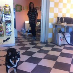 Toelettatura per Cani e Gatti Carini & Coccolosi di Daniela Centioni, Corridonia orari di apertura