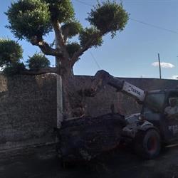 Service Garden, Siracusa orari di apertura
