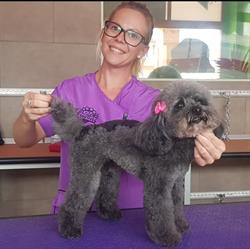 Dog Fashion Star Toelettatura per Animali, Lavena Ponte Tresa orari di apertura