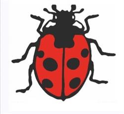 Coccinella Market, Valgrana orari di apertura