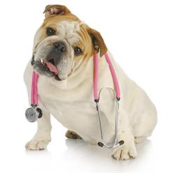 Clinica Veterinaria Benaco Blu, Castiglione delle Stiviere orari di apertura