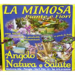 La Mimosa Piante e Fiori - Articoli da Regalo, Perugia orari di apertura
