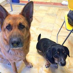Ambulatorio Veterinario Associato, Città di Castello orari di apertura