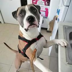 Ambulatorio Veterinario Silvestrini Dr.Riccardo, Senigallia orari di apertura