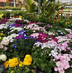 Vivaio Antico Garden Di Maio Maura, Roma orari di apertura