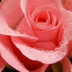 Fioreria Rosa Sas di Nicolodi Pierangelo & C., Lavis orari di apertura