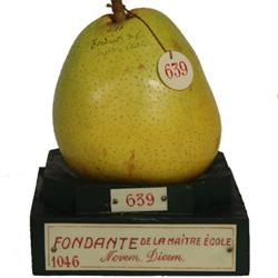 Museo Della Frutta Francesco Garnier Valletti, Torino orari di apertura