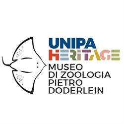 Museo Di Zoologia P. Doderlein, Palermo orari di apertura