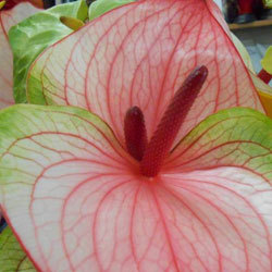 Idee in Fiore, Bologna orari di apertura