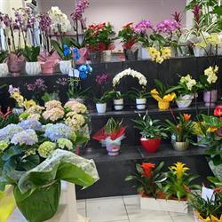 Fioreria Verdementa Di Gallico Amelia e Lucia S.n.c, Piacenza orari di apertura