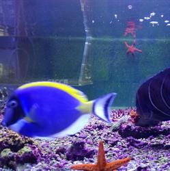 Acquario La Sirenetta Scardino Carmela, Patti orari di apertura