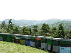 Gaino Claudio Apicoltura, Albisola Superiore orari di apertura