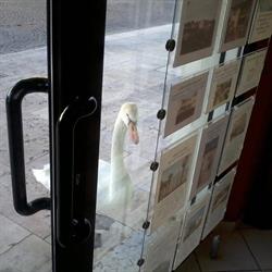 Agenzia Immobiliare Speri Immobiliare Speri, Lazise orari di apertura