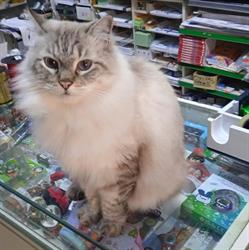Cartolibreria Fumarola Massimiliano, San Vito dei Normanni orari di apertura