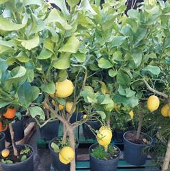 Consorzio Agricolo di Saia Amelia, Campo Calabro orari di apertura