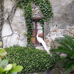 Castello di Morsasco, orari di apertura