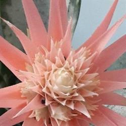 Gregoli Fiori Floreal, Patti orari di apertura