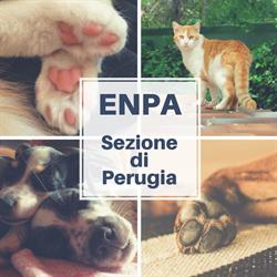 Ente Nazionale Protez. Animali Ente Nazionale Protezione Animali, Perugia orari di apertura