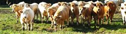 Azienda Agricola la Sorana, Polcenigo orari di apertura