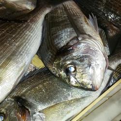 Pescheria Camoglina, Rapallo orari di apertura