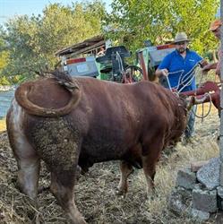 Folino Carni S.r.l, Rende orari di apertura
