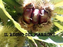 AZ. AGR. Il Regno Del Marrone di Rontini Sergio e Monia, Castel del Rio orari di apertura